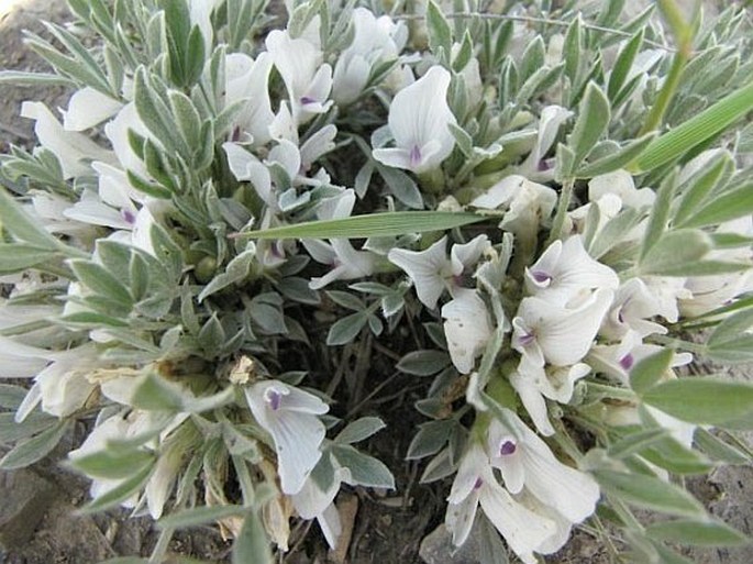 Astragalus gilviflorus