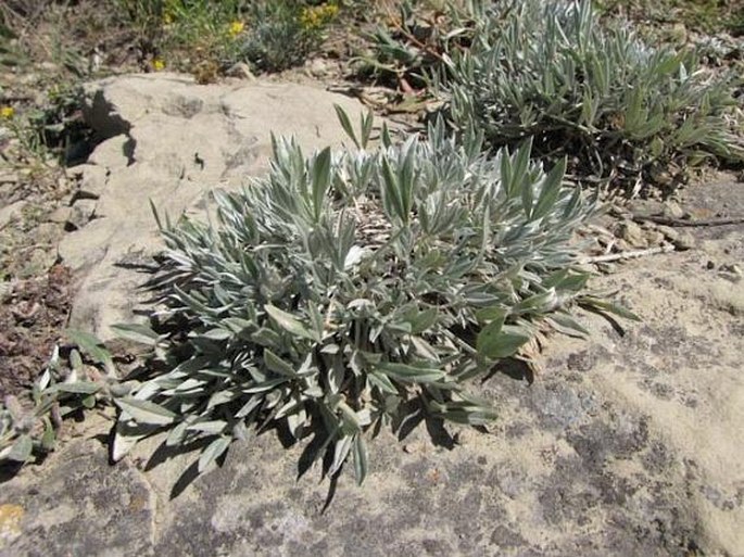 Astragalus gilviflorus