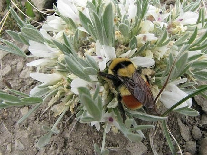 Astragalus gilviflorus