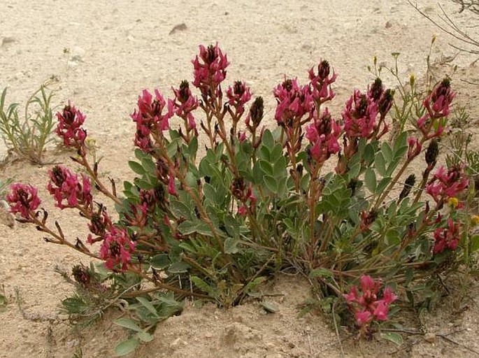 Astragalus tigridis