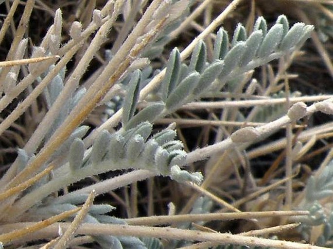 Astragalus tragacantha