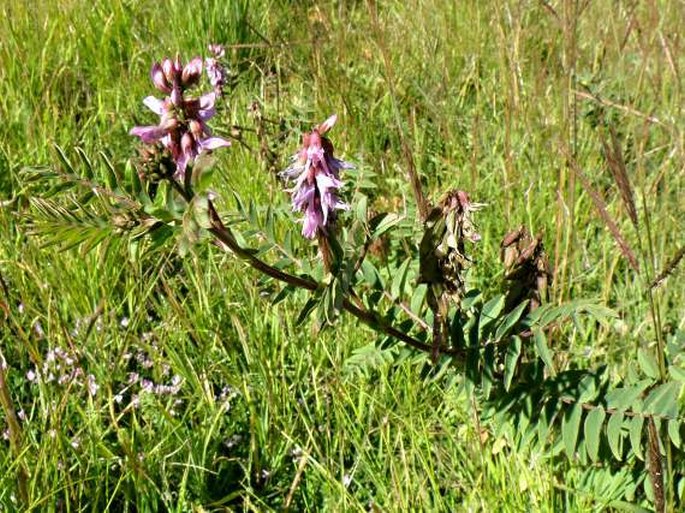 Astragalus atropilosulus