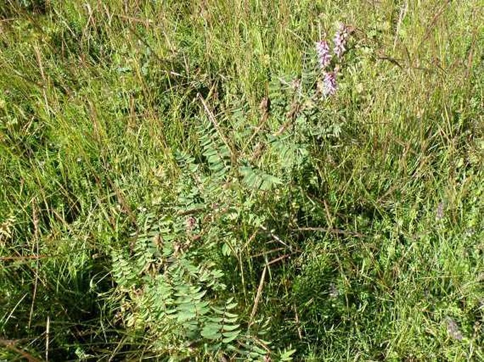 Astragalus atropilosulus