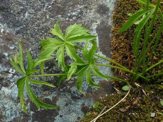 Astrantia minor