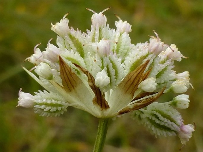 Astrantia minor