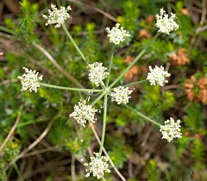 ATHAMANTA CRETENSIS L.