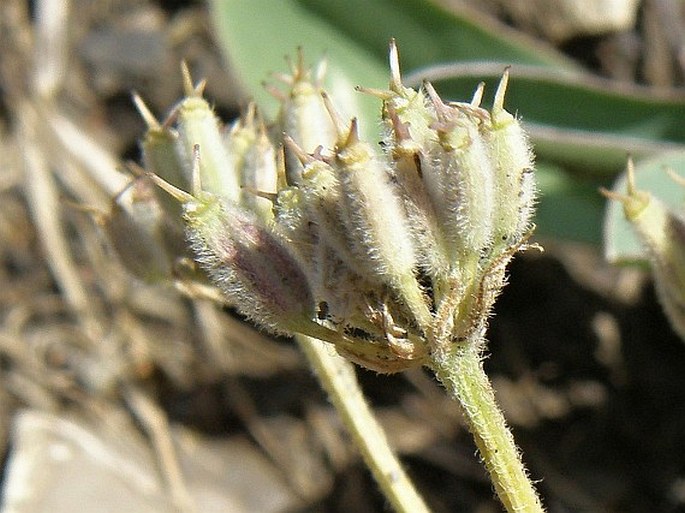 Athamanta cretensis