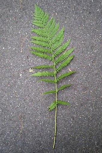 Athyrium filix-femina