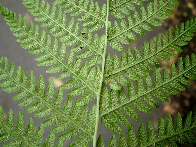 Athyrium filix-femina