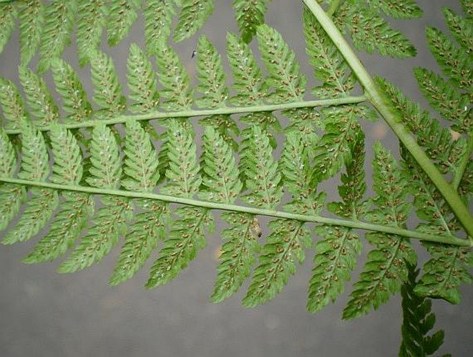 Athyrium filix-femina