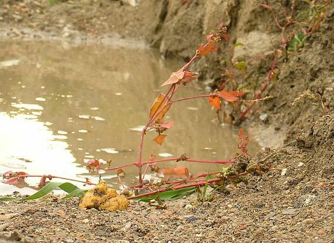 Atriplex prostrata subsp. latifolia