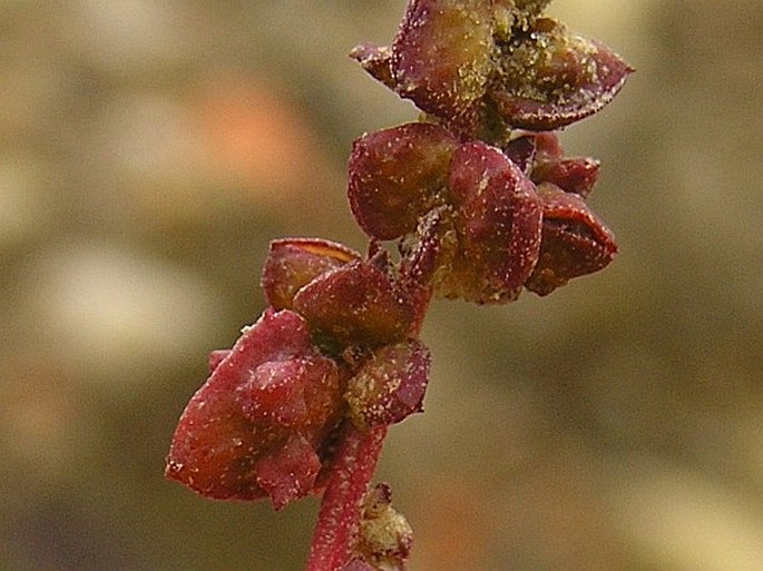 Atriplex prostrata subsp. latifolia