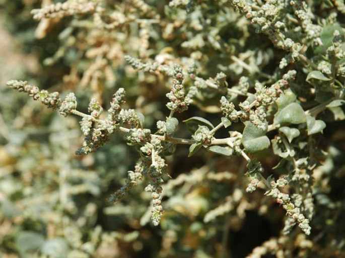 ATRIPLEX HALIMUS L. – lebeda / loboda