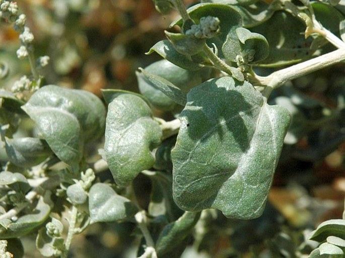 Atriplex halimus