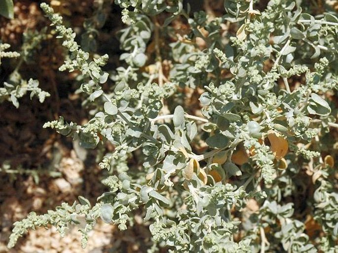 Atriplex halimus