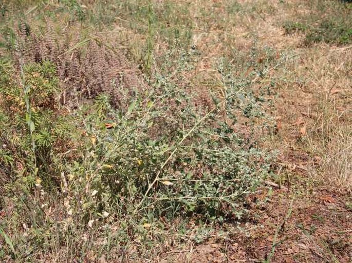 Atriplex rosea