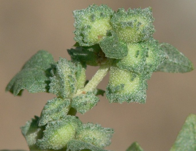 Atriplex rosea