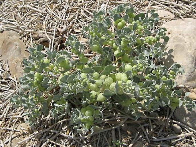 ATRIPLEX HOLOCARPA F. Muell. – lebeda / loboda