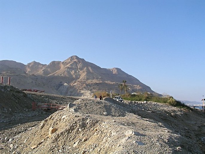 Atriplex holocarpa