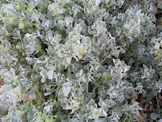 Atriplex holocarpa