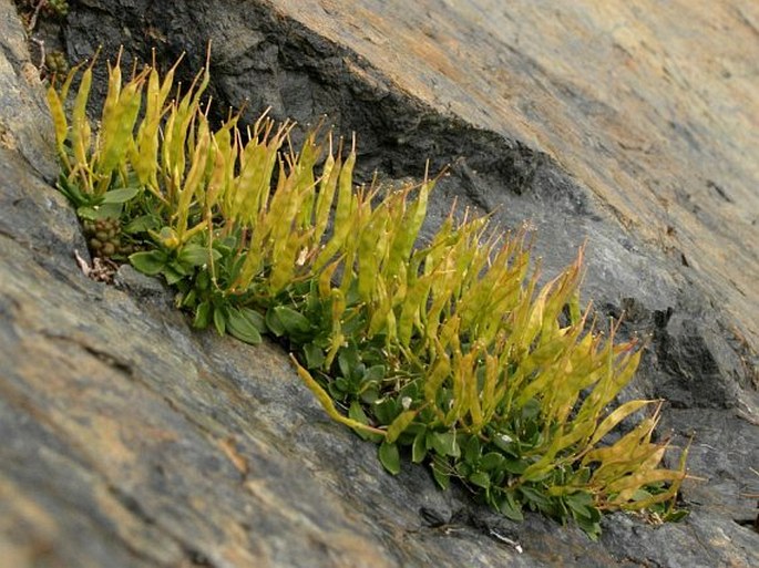 Aubrieta gracilis subsp. glabrescens