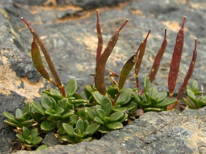 Aubrieta gracilis subsp. glabrescens