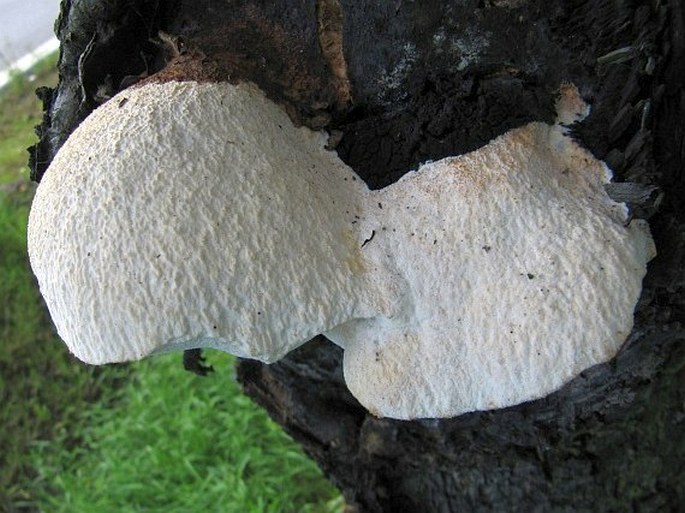 AURANTIPORUS FISSILIS (Berk. et M. A. Curtis) H. Jahn ex Ryvarden - bělochoroš jabloňový / tvarohovec jabloňový