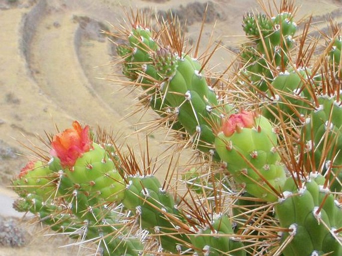 Austrocylindropuntia subulata