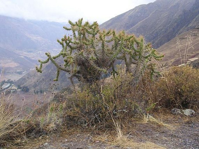 Austrocylindropuntia subulata