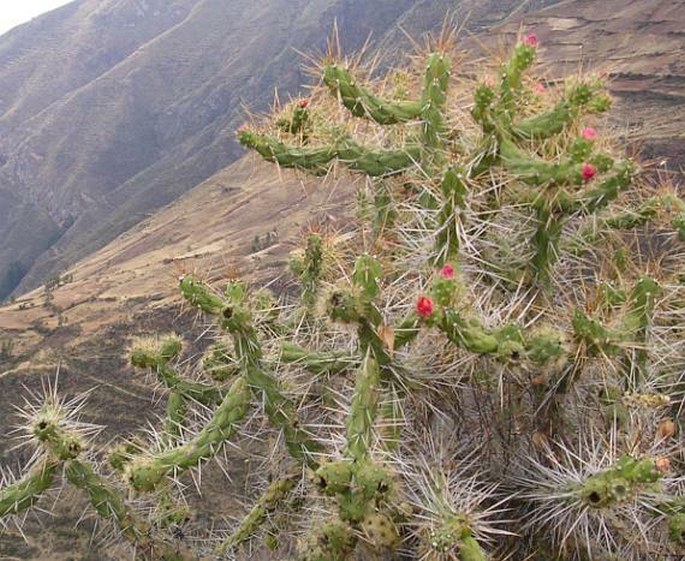 Austrocylindropuntia subulata