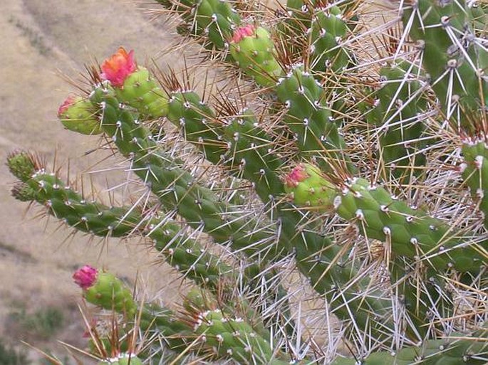 Austrocylindropuntia Subulata