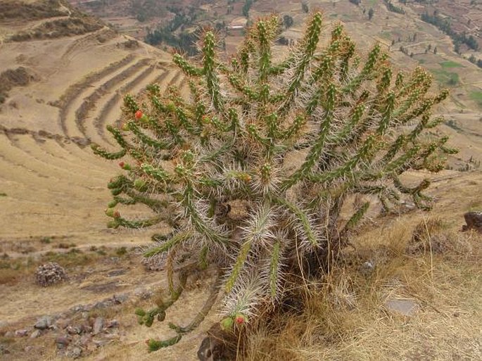 Austrocylindropuntia subulata