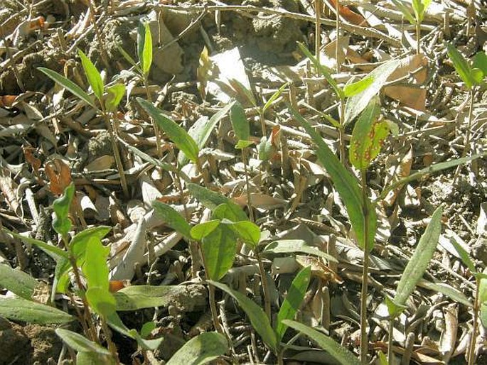 Avicennia germinans