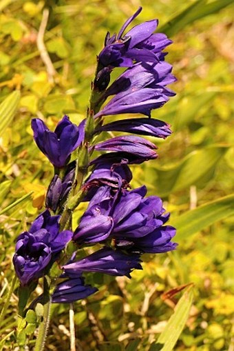 Babiana angustifolia