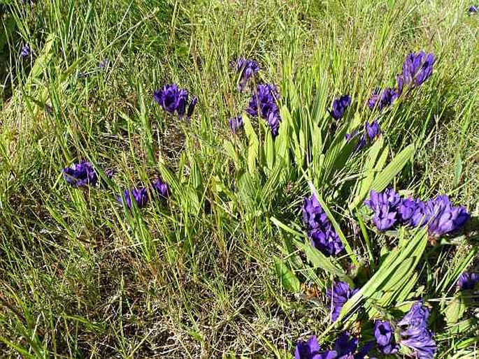 Babiana angustifolia