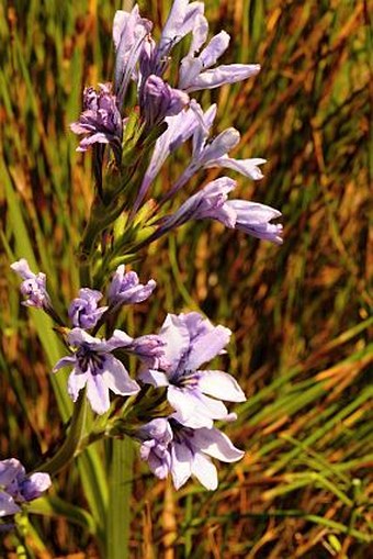 Babiana fragrans