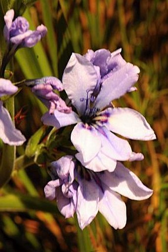 Babiana fragrans