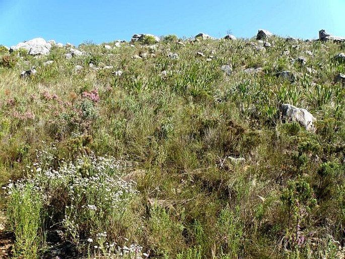 Babiana fragrans