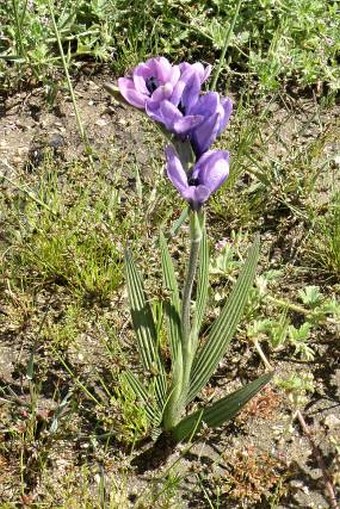 Babiana melanops