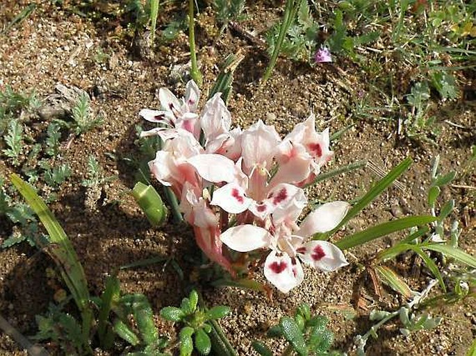 Babiana tubiflora