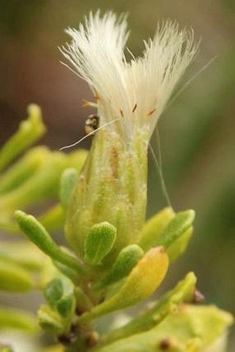 Baccharis magellanica