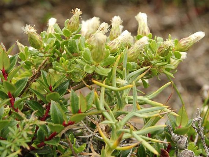 Baccharis magellanica