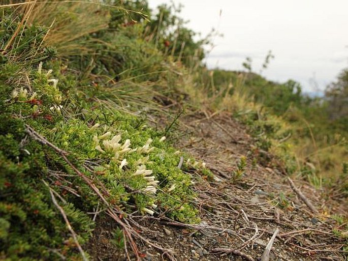 Baccharis magellanica