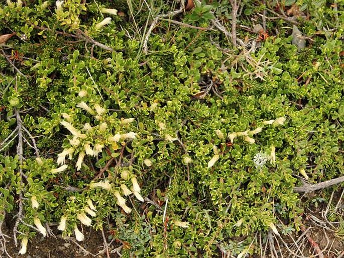 Baccharis magellanica