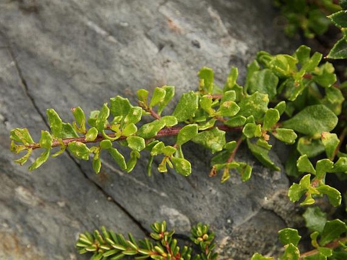 Baccharis magellanica