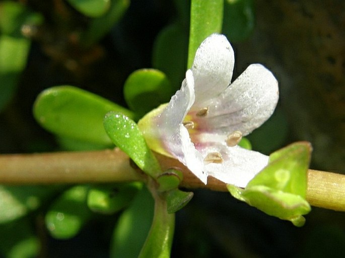 BACOPA MONNIERI (L.) Pennell