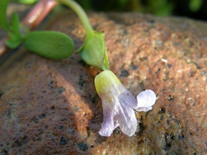 Bacopa monnieri