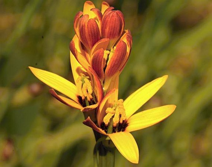 BAEOMETRA UNIFLORA (Jacq.) G. J. Lewis