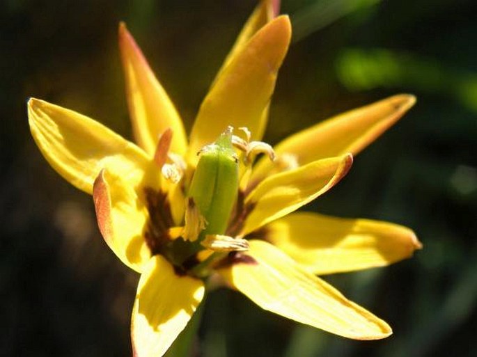 Baeometra uniflora