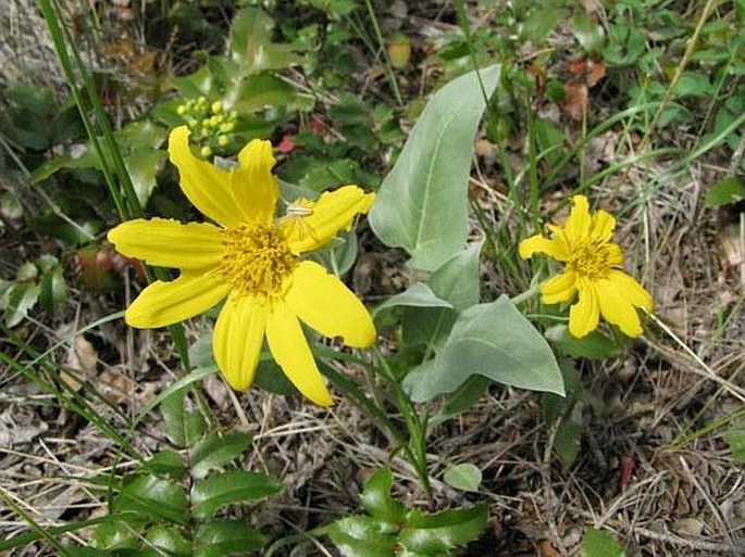 BALSAMORHIZA SAGITTATA (Pursh.) Nutt.